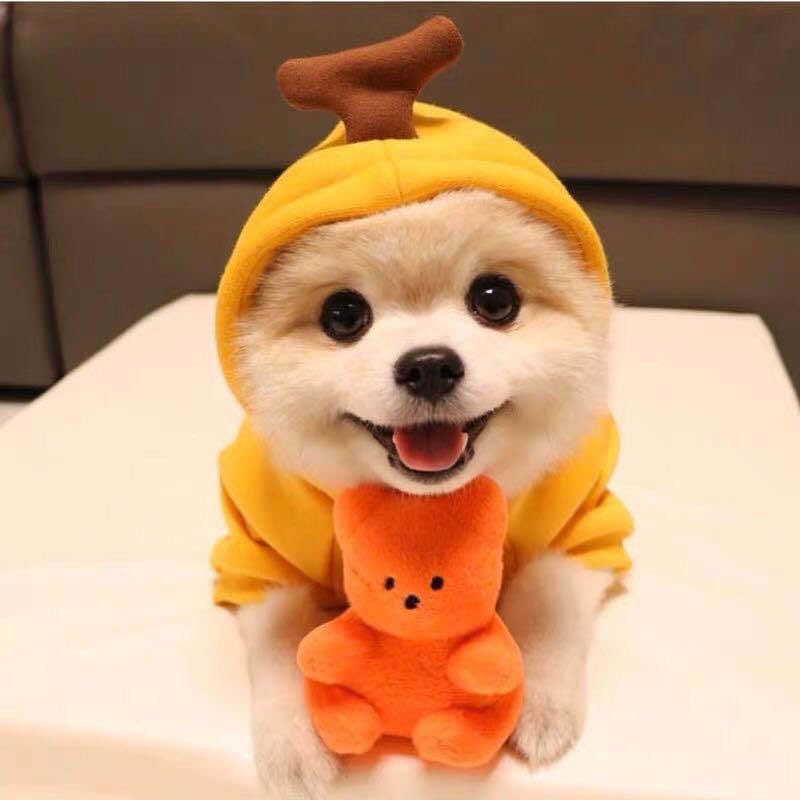 Cute Pet Outfits for Winter