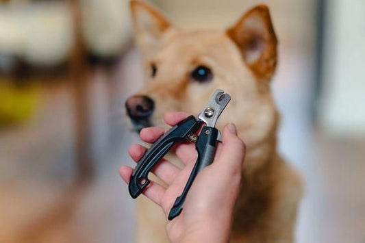 Dog Nail Cutter and Clipper - Trendy Finds